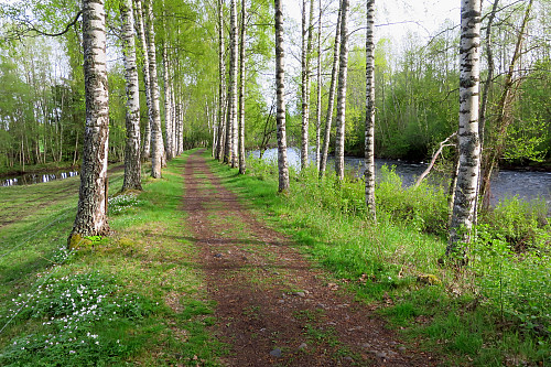 Svartelva