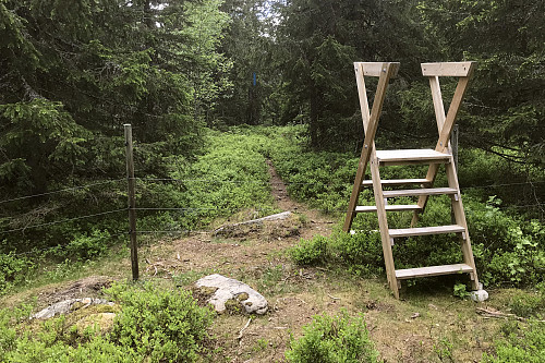 Her hindres villsauen i å komme ned i bygda