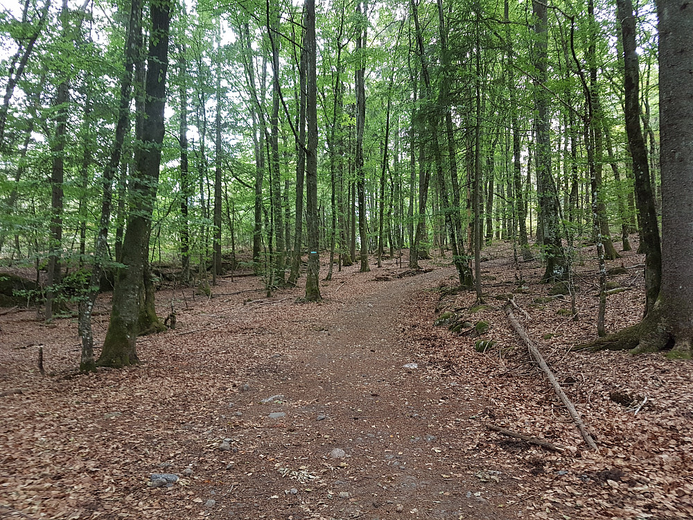 Fin løvskog