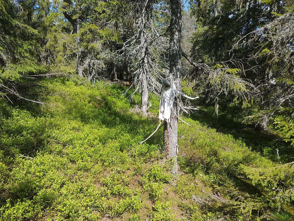 Turens eneste bilde. T-skjorta på toppen