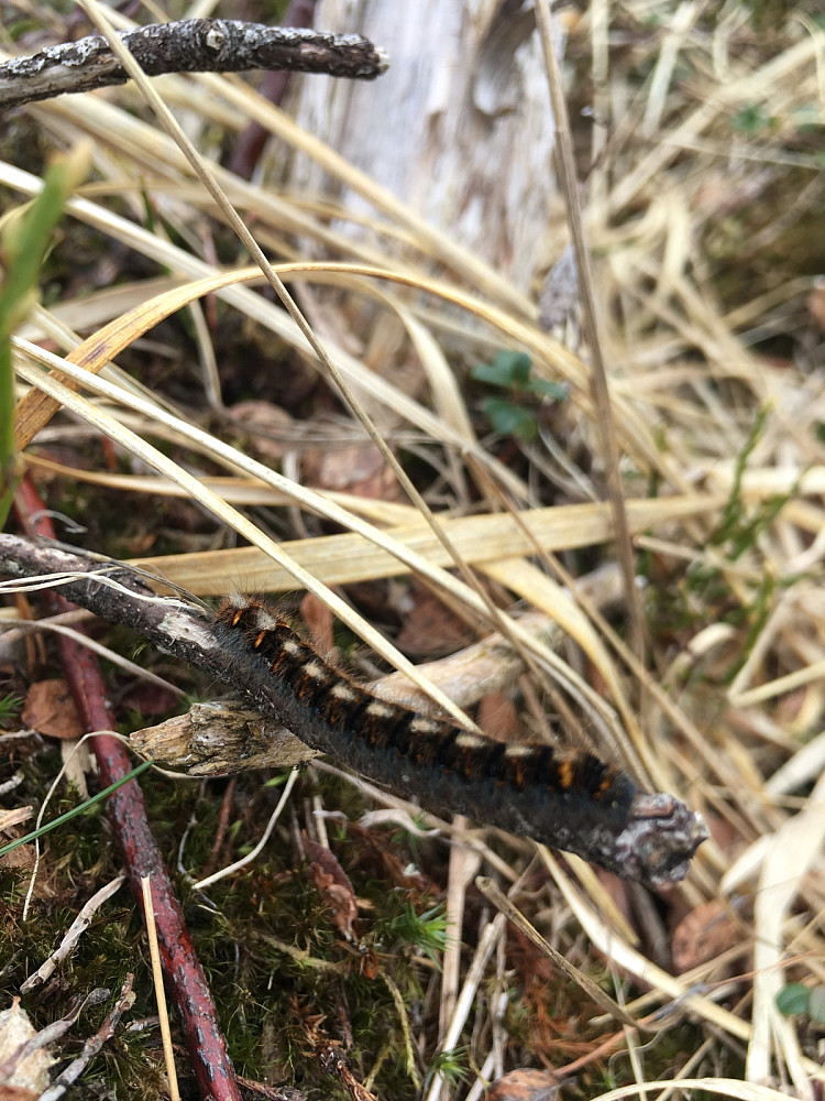 En sommerfugllarv?