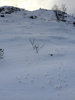 myrlas_2014-03-18_16.59.15.jpg