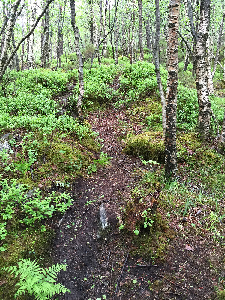 Mesteparten av turen opp består i sti gjennom skog. Noen har hengt pp noen plastremser i greinene for å gjøre veivalget enda enklere. 