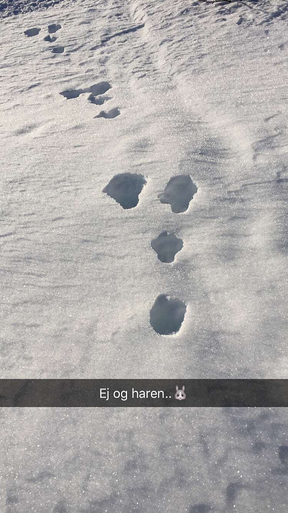 Jeg var ikke helt alene i fjellet. Her hadde haren også vært på visitt