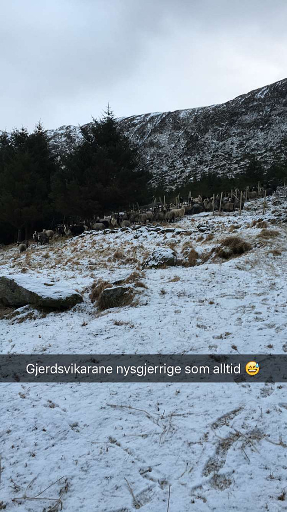 I det jeg kom ned ble jeg ønsket velkommen av en hel flokk gjerdsvikere :-)
