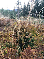AnneW_20200906_5f55388b2111a.jpg