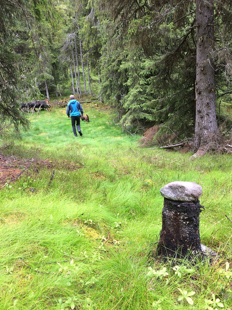 Stidele opp til toppen