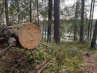 Storen_20200314_5e6cff82d6d62.jpg