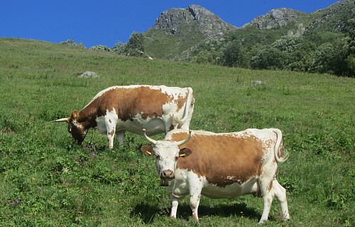 Vakkert i Telemark, telemarkskyr ved Bandak