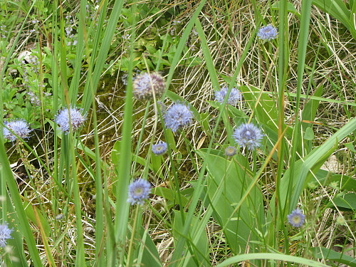 Blå blomster i lia opp mot Høymyrpynt, ligner blåknapp, men får ikke tid og sted til å passe