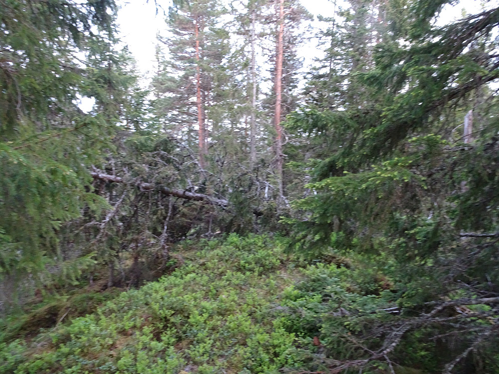 Snuskete på Storåsen, terrenget ærer preg av mye vindfall, sannsynligvis forårsaket av ekstremværet Ivar for noen år siden.
