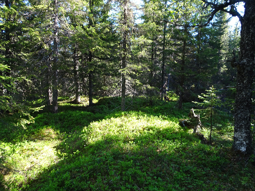Mye tett skog på Aunkammen