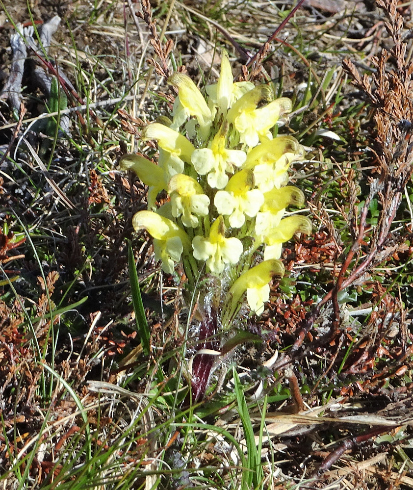 Fin fjellblomst
