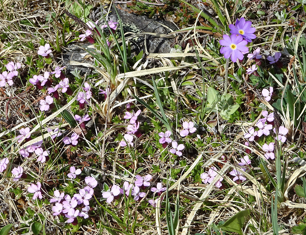 Mere blomster