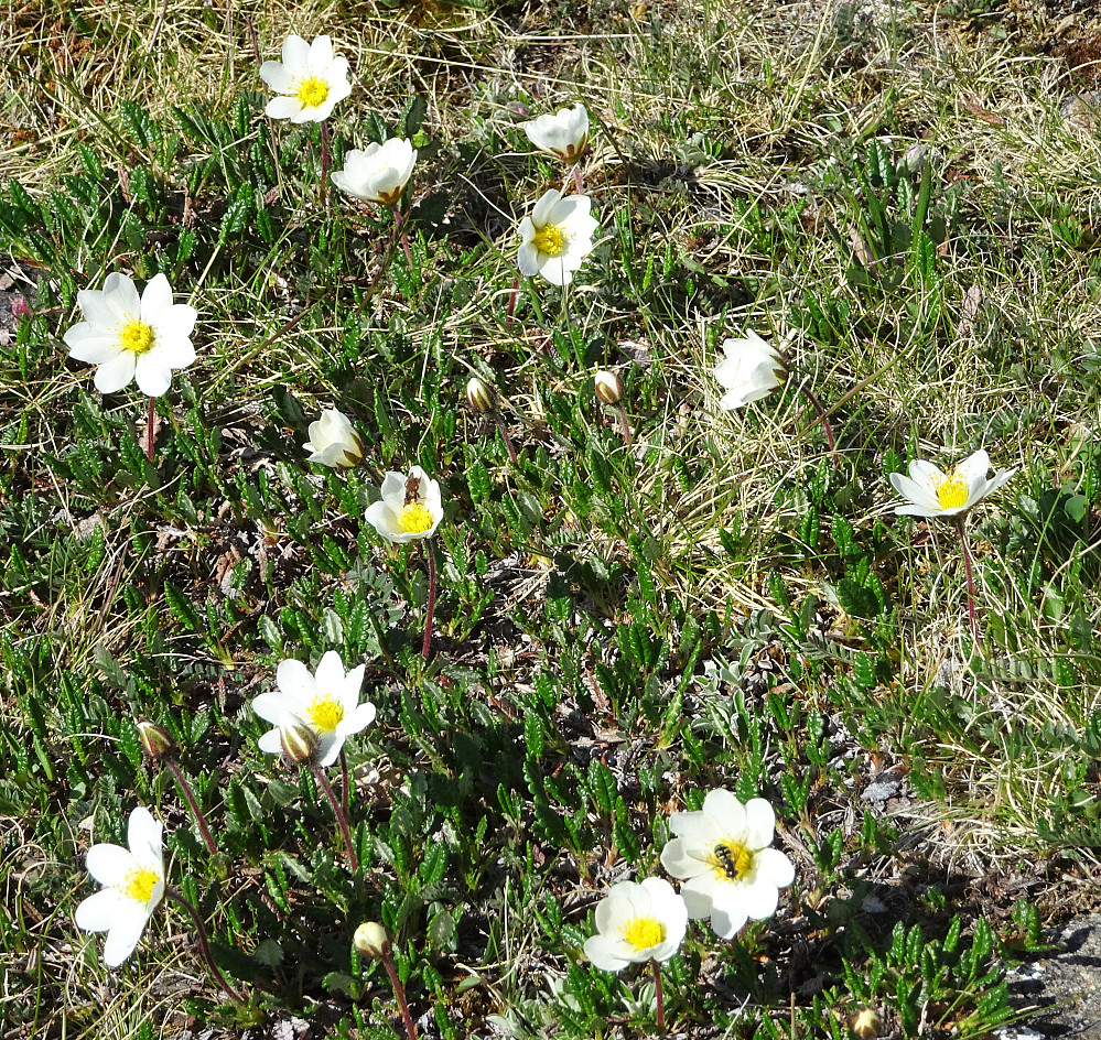 Mere blomster