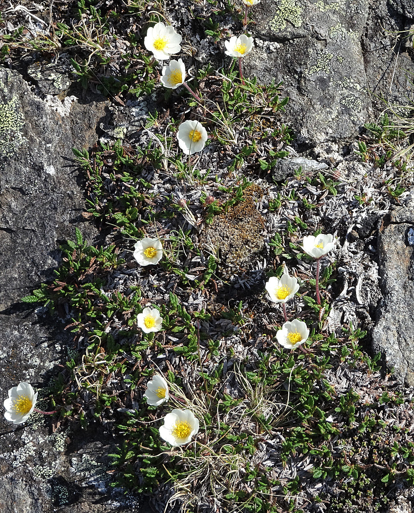 Mere blomster