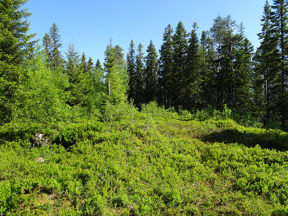 Fjæremsåsen