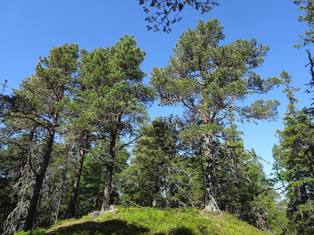 Våttåsen