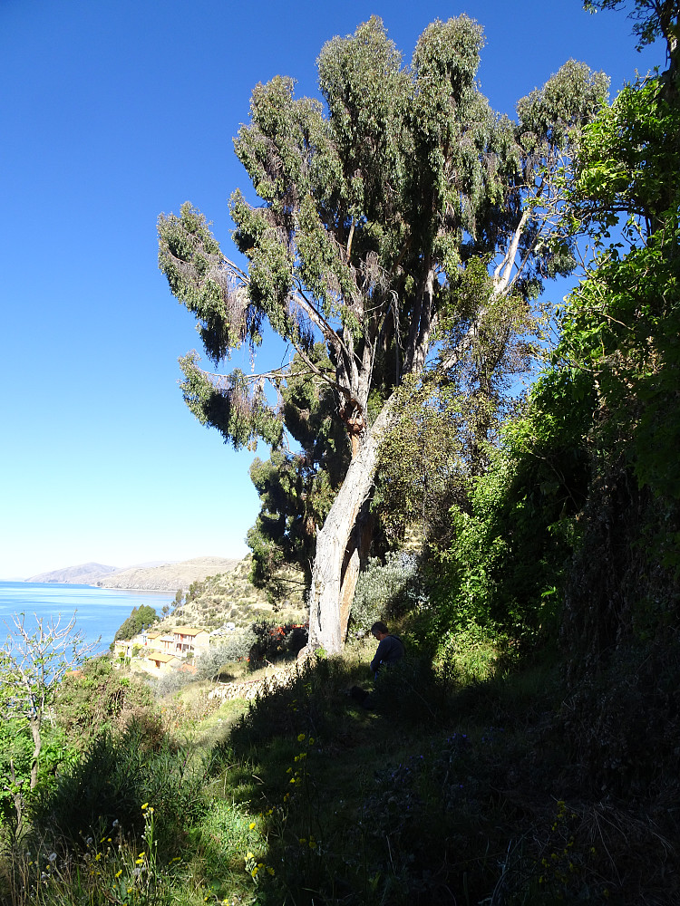 Digre Eucalyptus-trær opp for havnen