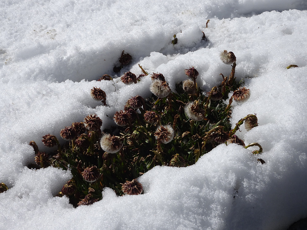 Blomster varde innimellom sneen