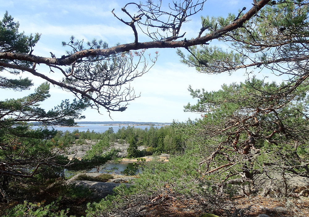 Furuskog på toppen
