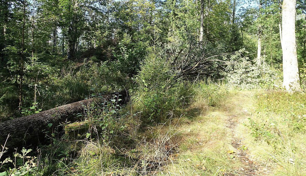 En diger osp som Knud hadde vippet overende.