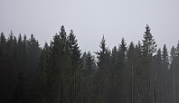 Snilen_20190220_5c6daf3c8e5b9.jpg