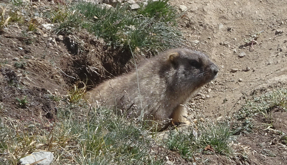 Et murmeldyr kikker opp