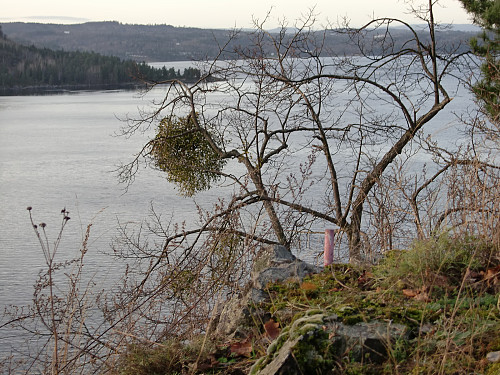 Utsikt vestover. Den store klumpen i tretoppen nedenfor er en misteltein, en særegen plantesort som finnes i betydelige mengder i området. Mistelteinen er fredet. I horisonten i det fjerne helt til høyre sees Vestfolds fylkestopp, Skibergfjell. Litt til venstre for denne sees Lønskollen med mast på toppen.