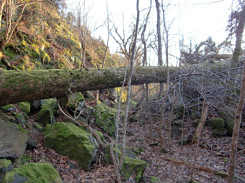 I natur-reservatet får falne trær ligge. Denne kjempeeika ligger nok slik en stund før den råtner