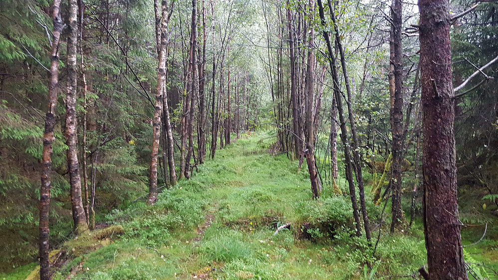 Skogsbilvei sør for Tverråsen.
