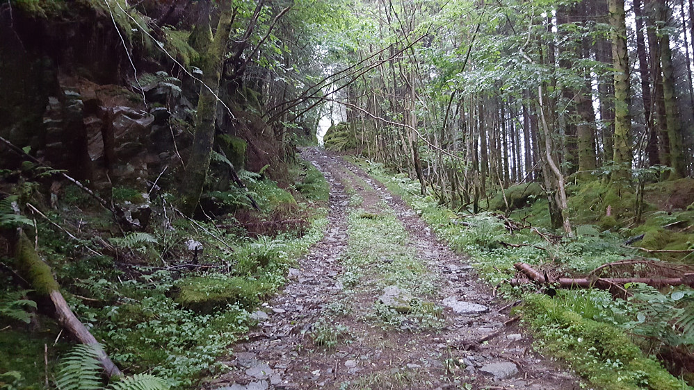 Skogsbilveien øst for Tverråsen.