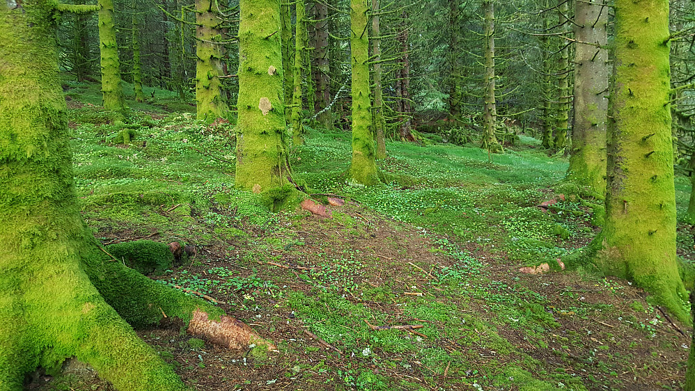 Grønn skog øst for Ulsetvarden.
