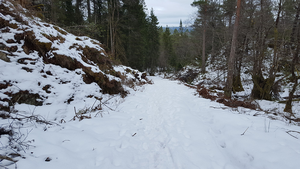 Fra skogsbilveien ved starten opp til Hjortåsen.