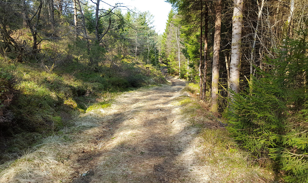 Skogsbilveien i Gauvikdalen.