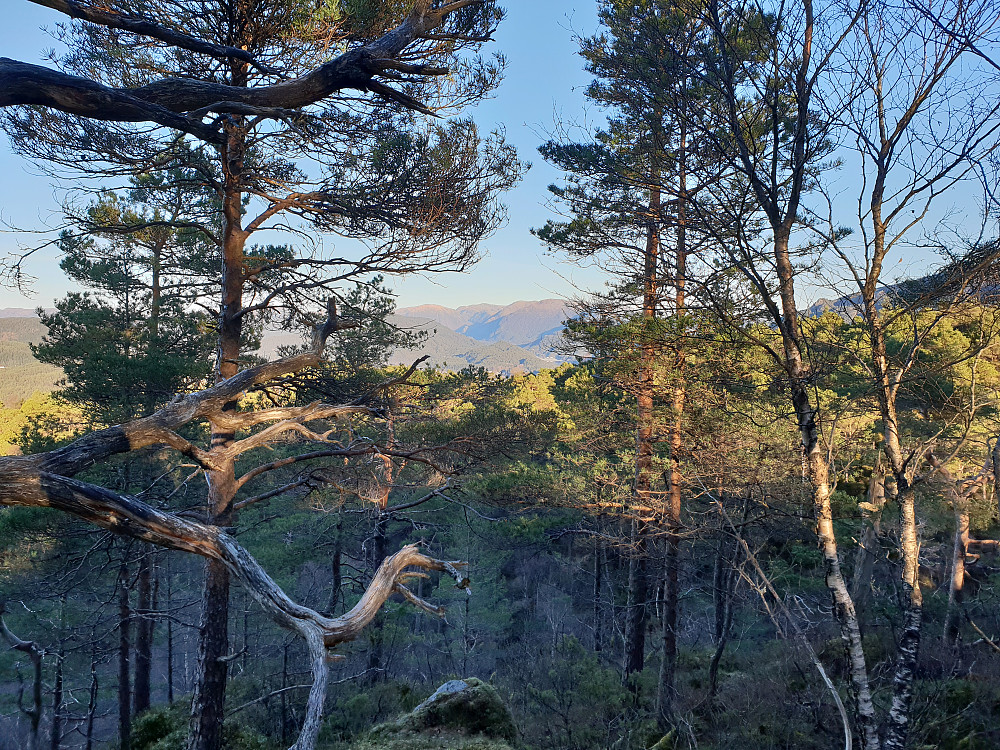 Fra Skogafjellet i nordlig retning.