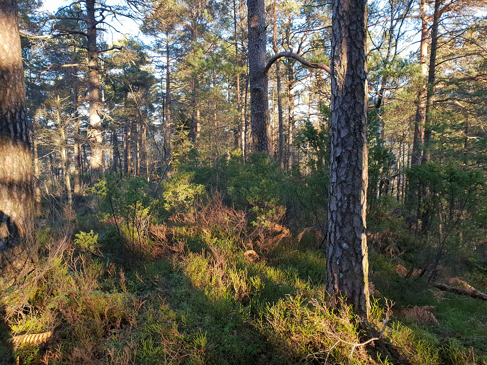 Toppen av Galtåsen.