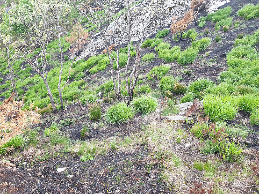 Sporene etter skogbrannen er godt synlige, selv om gresset kommer fort opp igjen.