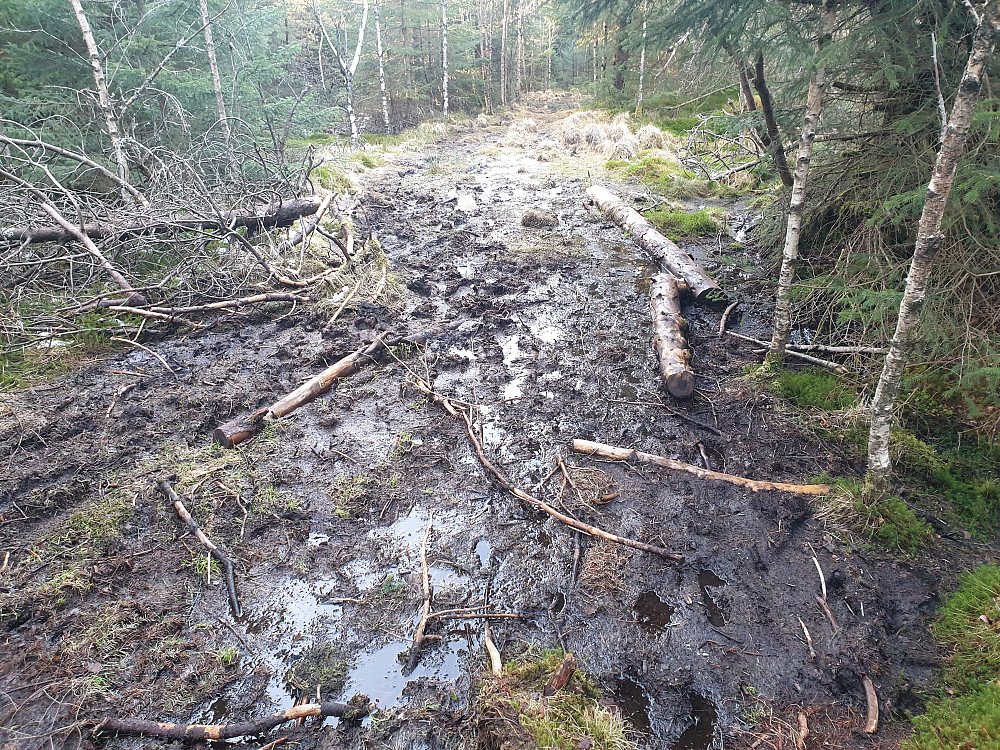 Stien mellom Ljosvollsvarden og Birkelandsfjellet var veldig våt og gjørmete.