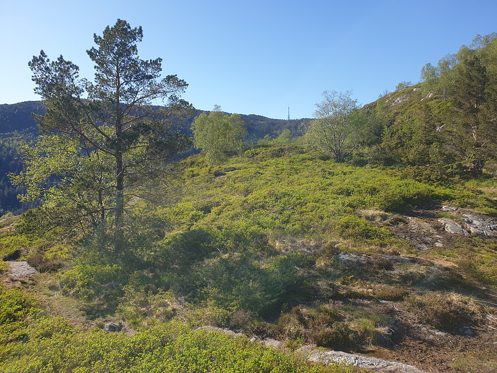 Masten på Rundemanen sett fra Hardbakkedalen.