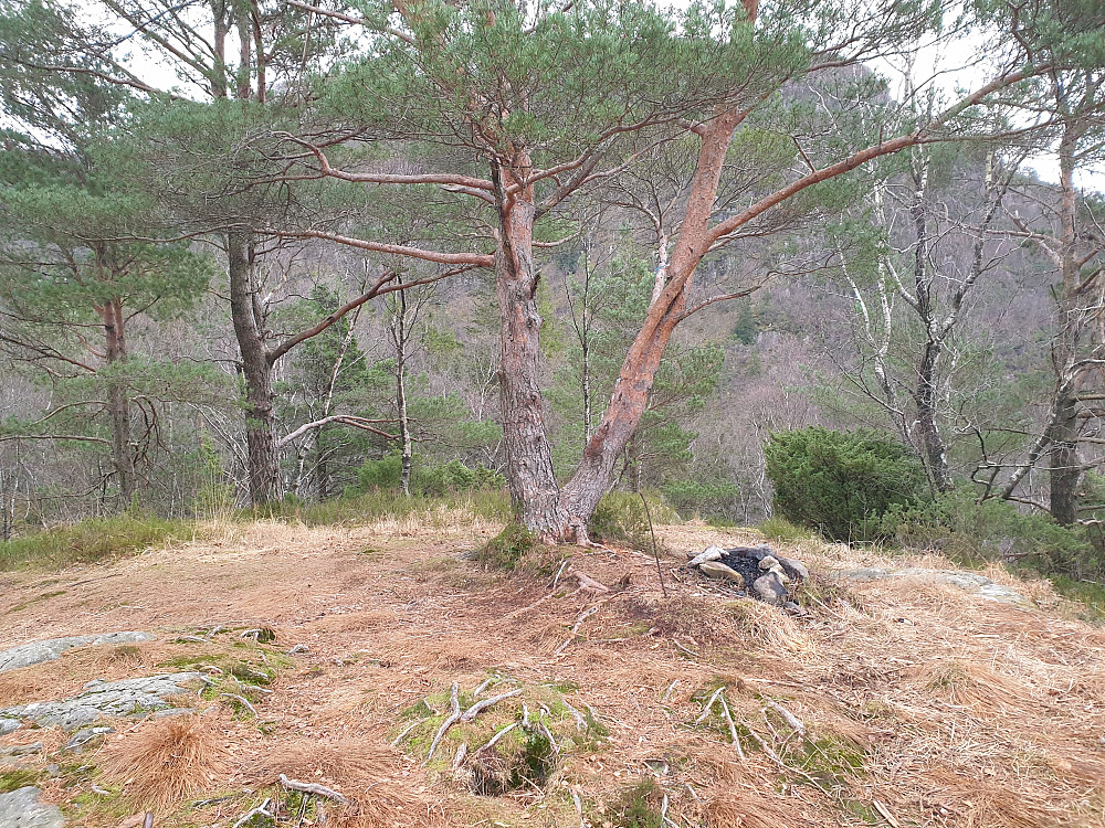 Haug nord for Svartatjørna.