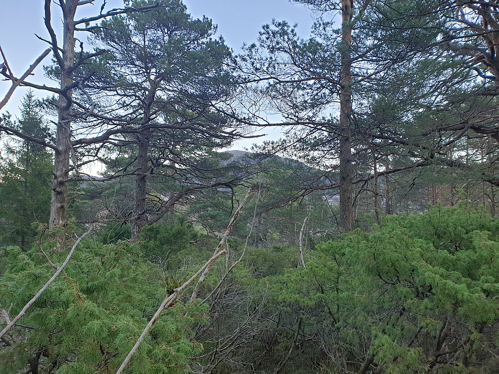 Fra Lauvåsen i Fyllingsdalen. Toppen av Løvstakken skimtes i bakgrunnen.
