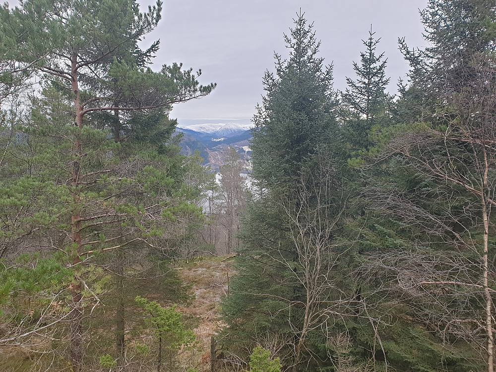 Fra Tereleitet mot nordøst. Hausdalshorga dukker opp mellom trærne.