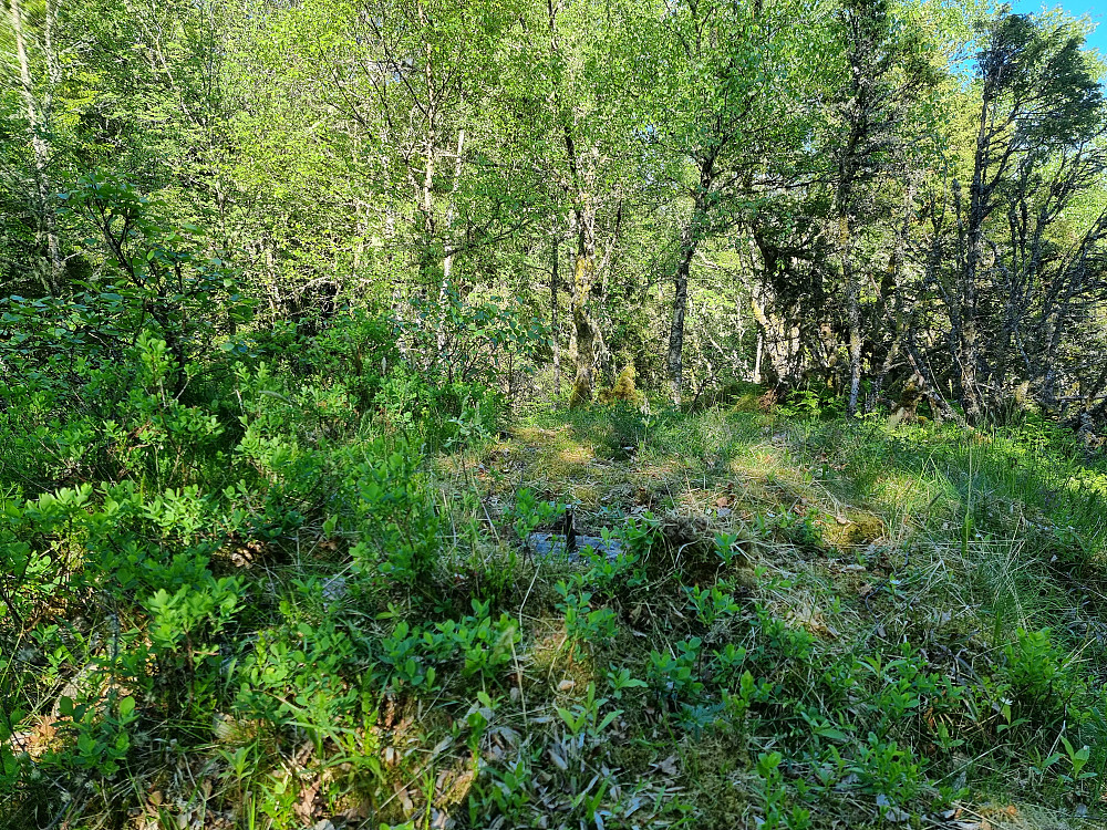 Kistehaugen.