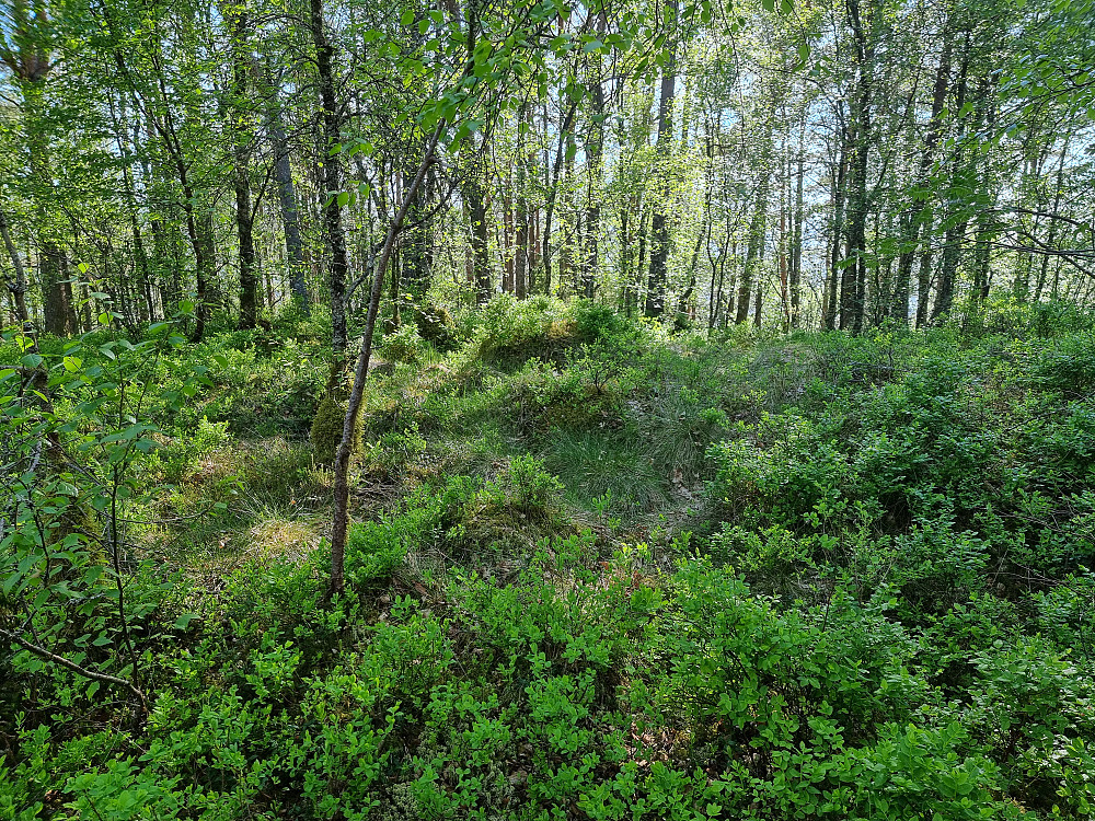 Høgehaugen.