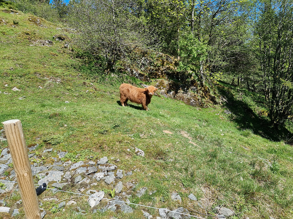 Det var flere dyr ved siden av veien opp til Høgehjellane.