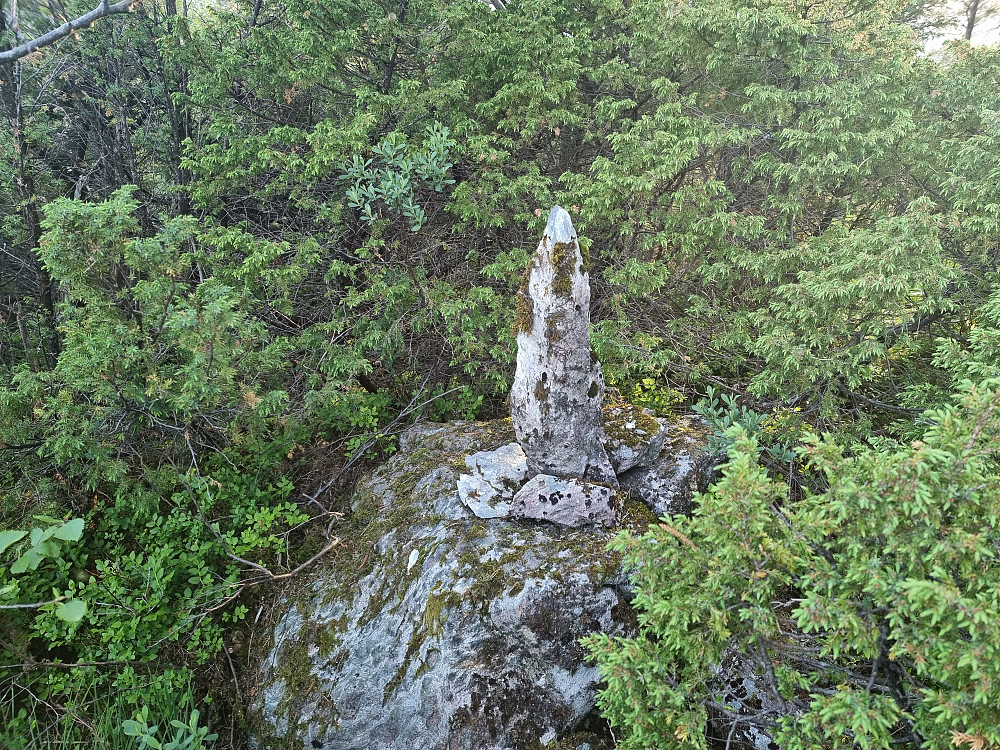 Toppvarden på Loneheia. Her er det kratt på alle kanter.