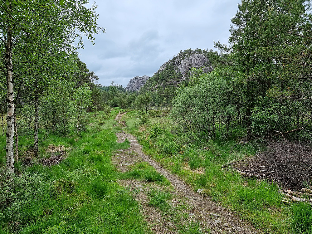 Skogsbilveien som går fra Nordra Sundstjørna mot Dommedalsvatnet.