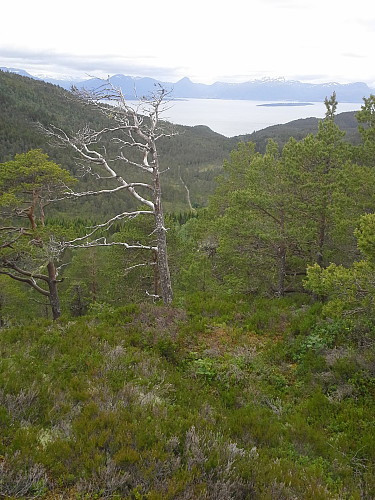 Utsikt ned mot veien inn til Kringstadsetra fra Småskardshaugans vesttopp.