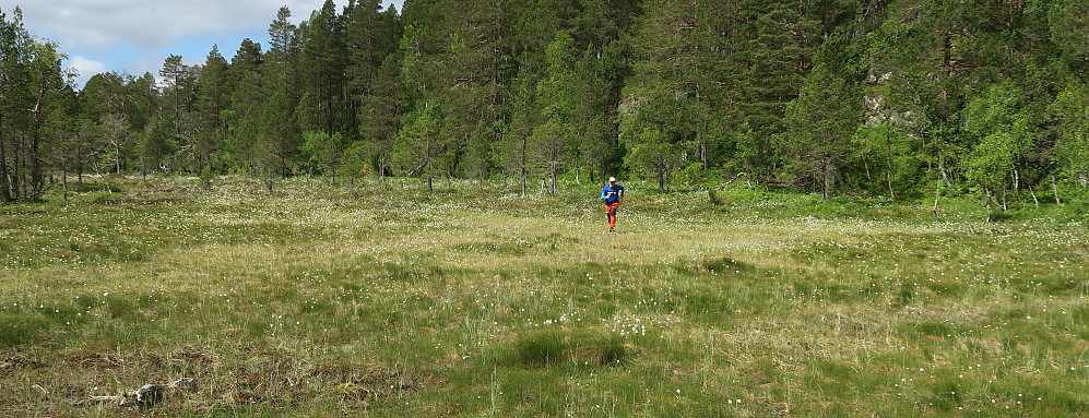 Pauli løper som en gal mot Heggnesfjellet mellom myrull og tørrtuer.